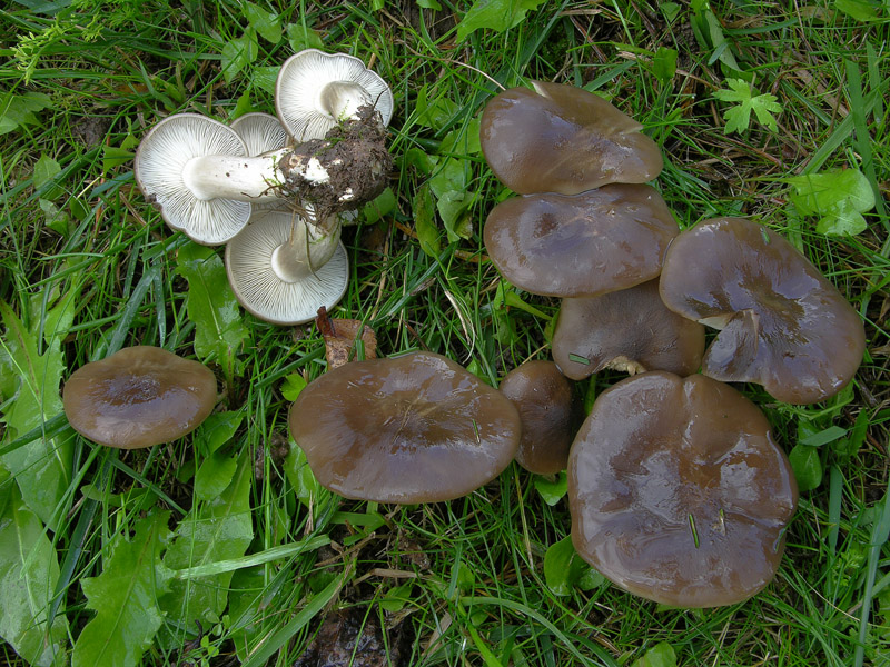 Lyophyllum n1.